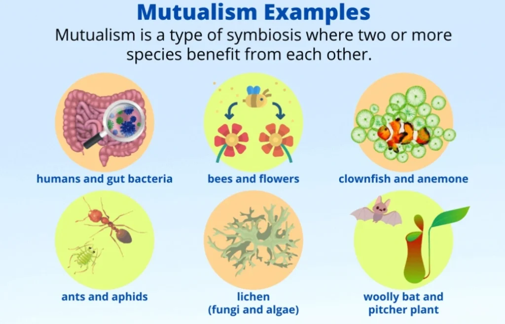 mutualism 